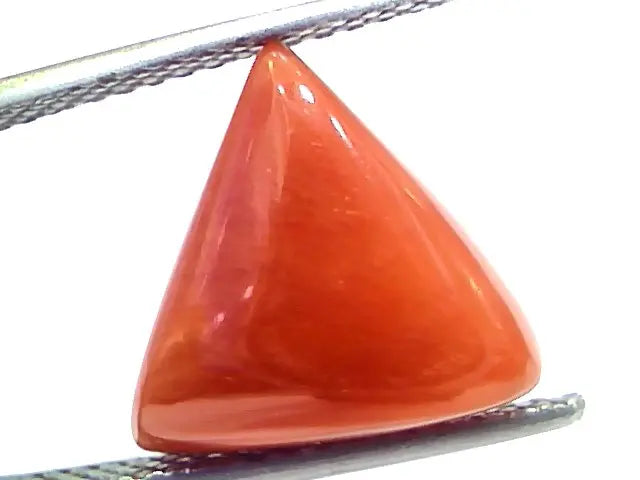 7.67 Ct 12.7 Ratti Natural Italian Triangle Red Coral Moonga Gemstone