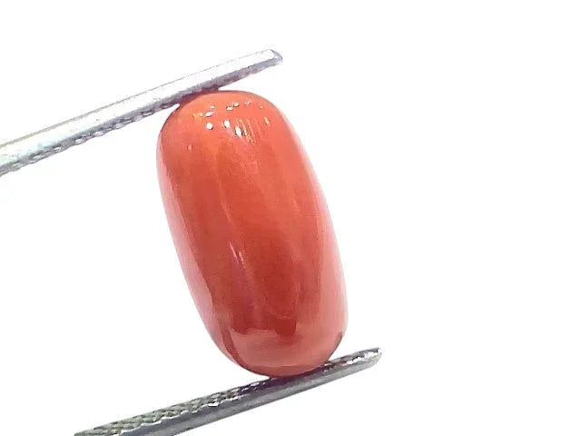 7.70 Ct 8.54 Ratti Natural Untreated Italian Red Coral Moonga Gems - Venus Gems