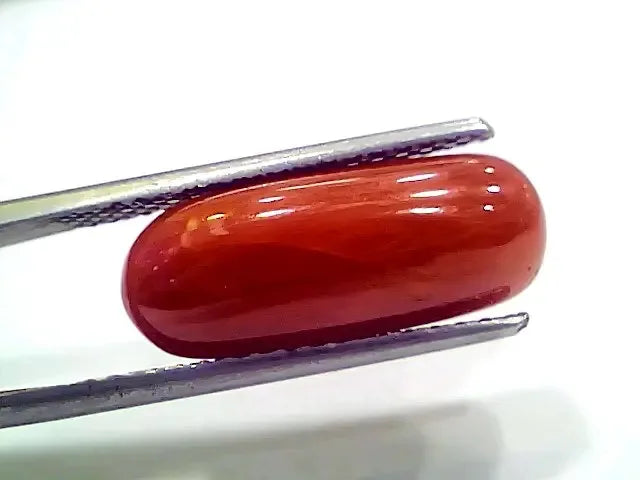 7.72 Ct 8.57 Ratti Natural Italian Red Coral Moonga Gemstone - Venus Gems