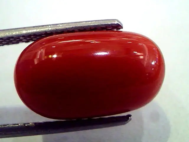 7.70 Ct Premium Natural Italian Red Coral,Real Moonga Gemstone AAA