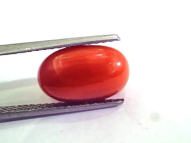 7.74 Carat Natural Italian Red Coral Moonga Gemstone AAAA