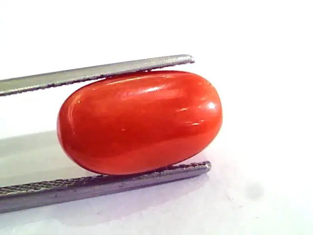 7.74 Carat Natural Italian Red Coral Moonga Gemstone AAAA