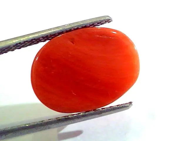 7.75 Ct Untreated Natural Premium Italian Red Coral AAAAA