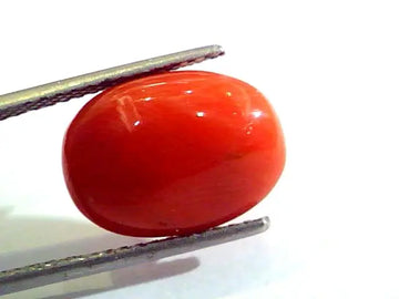 7.75 Ct Untreated Natural Premium Italian Red Coral AAAAA