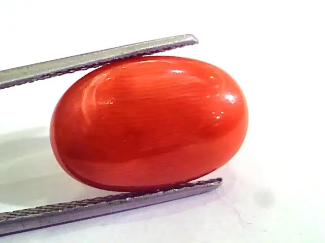 7.80 Carat Natural Italian Red Coral Moonga Gemstone AAAA