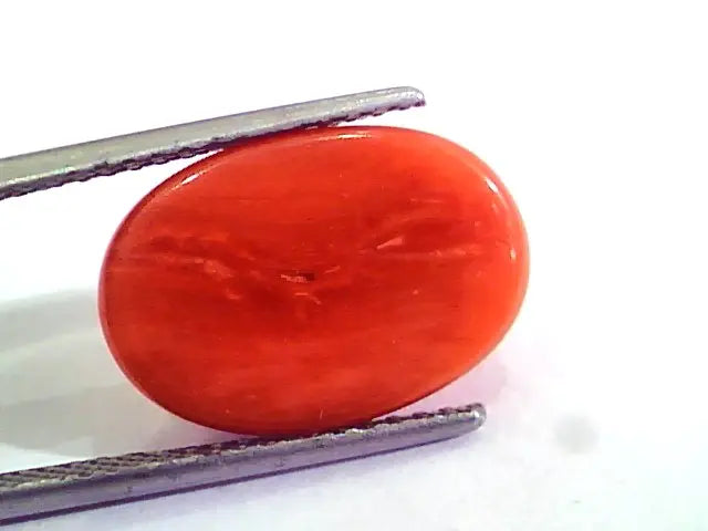 7.80 Carat Natural Italian Red Coral Moonga Gemstone AAAA