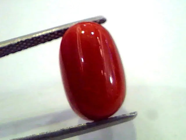 7.78 Ct Untreated Natural Premium Red Italian Coral AAA