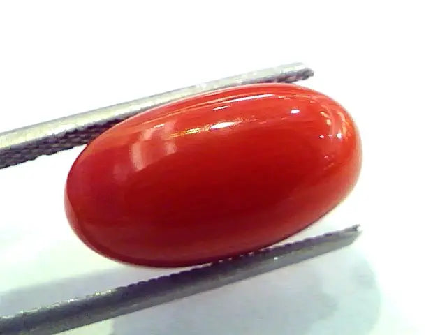 7.80 Ct Untreated Natural Italian Red Coral Premium Quality AAA