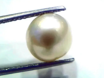 7.82 Ct Natural Certified Real South Sea Pearl Certified Moti - Venus Gems