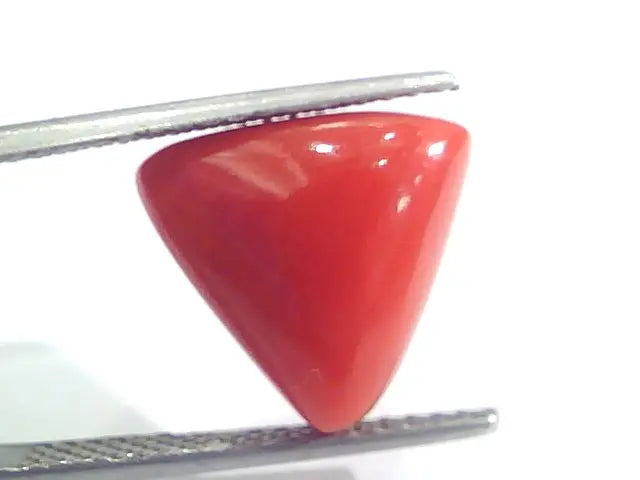 7.89 Ct 13.1 Ratti Natural Italian Triangle Red Coral Moonga Gemstone