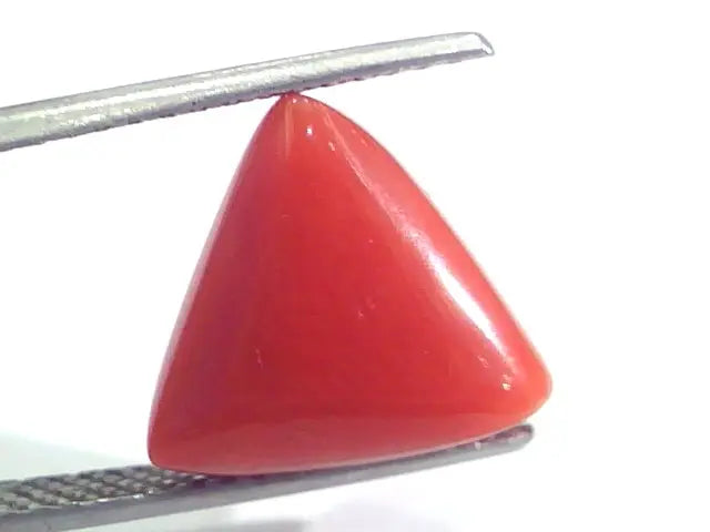 7.89 Ct 13.1 Ratti Natural Italian Triangle Red Coral Moonga Gemstone