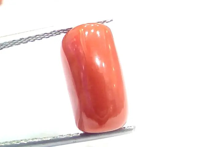 7.87 Ct 13 Ratti Natural Italian Red Coral Moonga Gemstone