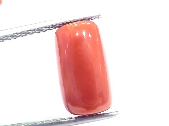 7.87 Ct 13 Ratti Natural Italian Red Coral Moonga Gemstone