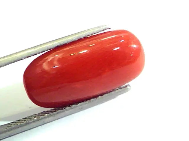 7.87 Ct Untreated Natural Premium Italian Red Coral AAAAA