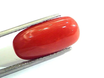 7.87 Ct Untreated Natural Premium Italian Red Coral AAAAA