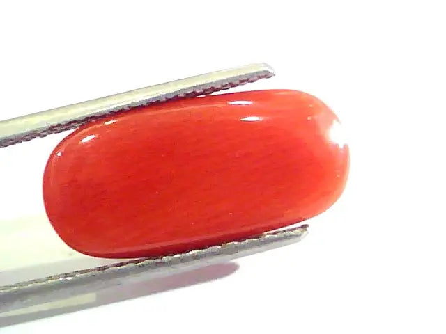 7.87 Ct Untreated Natural Premium Italian Red Coral AAAAA