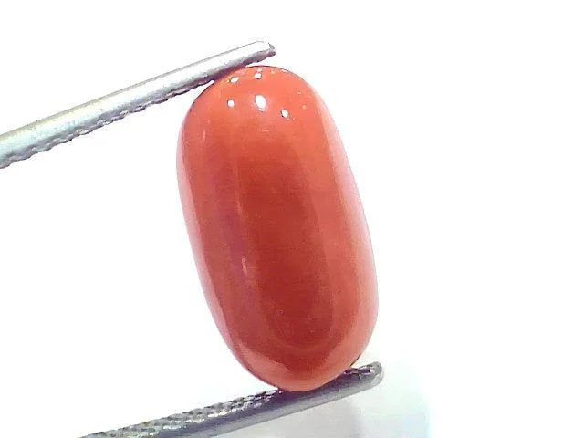 7.92 Ct 8.7 Ratti Natural Untreated Italian Red Coral Moonga Gems - Venus Gems