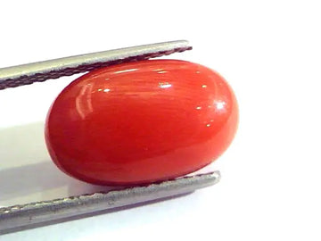 8.00 Ct Untreated Natural Premium Italian Red Coral AAAAA