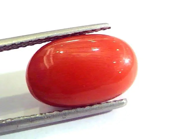 8.00 Ct Untreated Natural Premium Italian Red Coral AAAAA