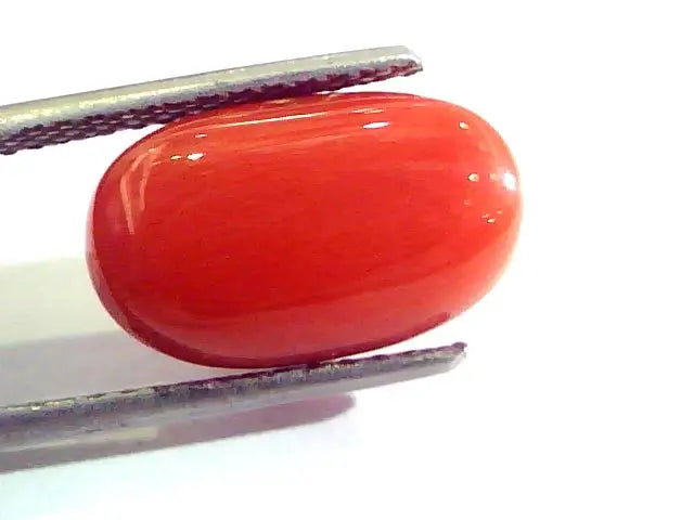 8.00 Ct Untreated Natural Premium Italian Red Coral AAAAA