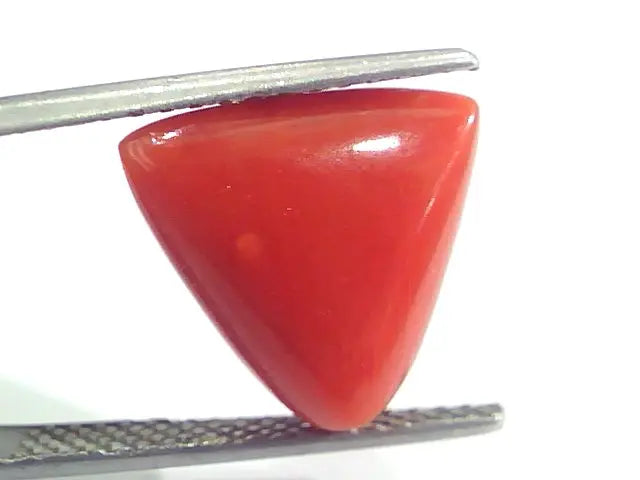 8.00 Ct 13.3 Ratti Natural Italian Triangle Red Coral Moonga Gemstone