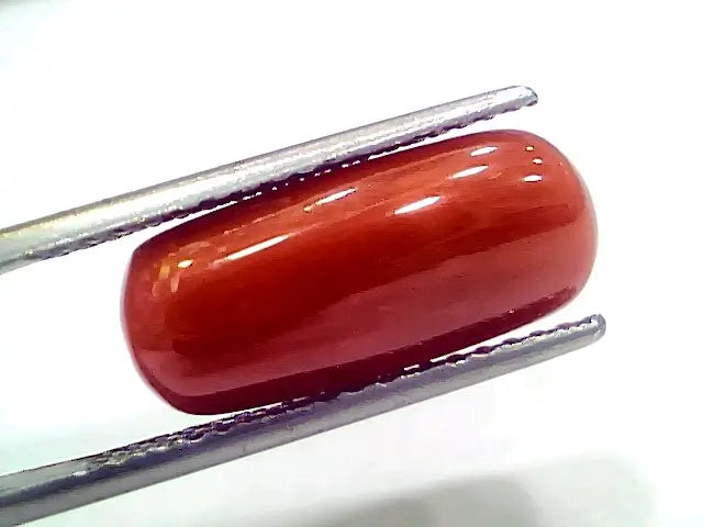 7.95 Ct 8.83 Ratti Natural Italian Red Coral Moonga Gemstone