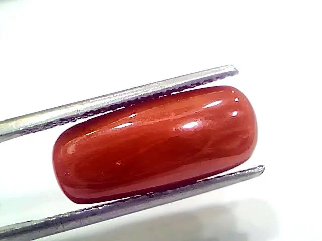 7.95 Ct 8.83 Ratti Natural Italian Red Coral Moonga Gemstone