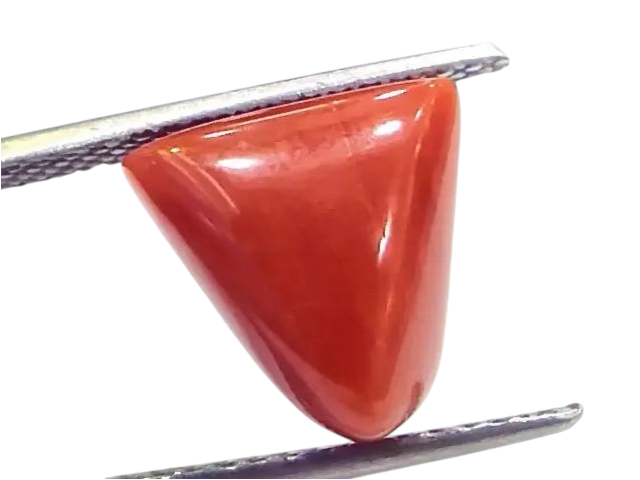7.13 Ct 7.92 Ratti Natural Italian Triangle Red Coral Moonga Gemstone - Venus Gems