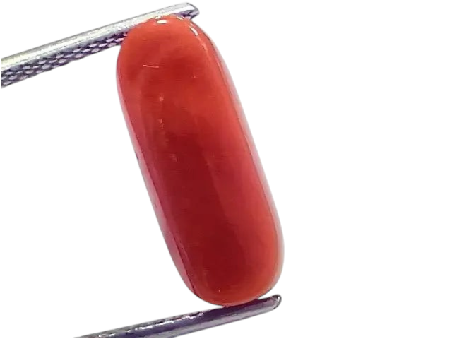 6.95 Ct 7.72 Ratti Natural Italian Red Coral Moonga Gemstone - Venus Gems