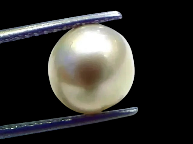7.82 Ct Natural Certified Real South Sea Pearl Certified Moti - Venus Gems