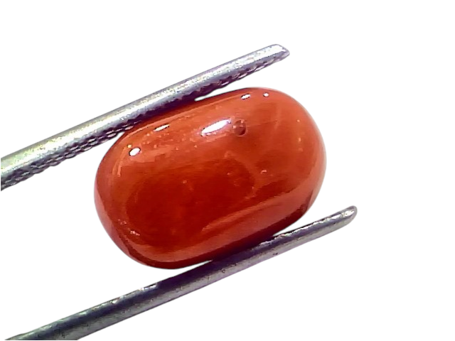 Natural untreated Italian red coral gemstone, 7.29 Ct, smooth oval shape, vibrant orange-red color, held with tweezers.
