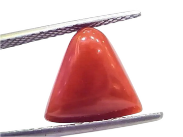 7.13 Ct 7.92 Ratti Natural Italian Triangle Red Coral Moonga Gemstone - Venus Gems