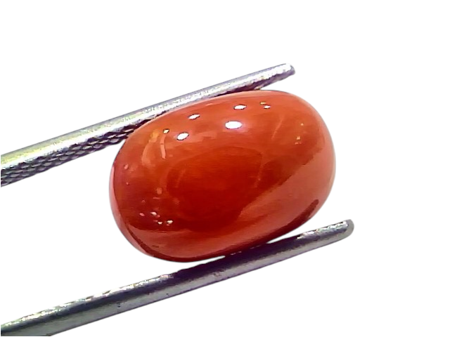 Natural untreated Italian red coral gemstone, 7.29 Ct, smooth oval shape, vibrant orange-red color, held with tweezers.