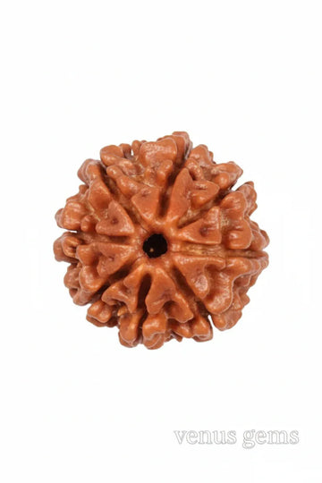8 Mukhi Nepali Rudraksha Natural and Certified - Venus Gems