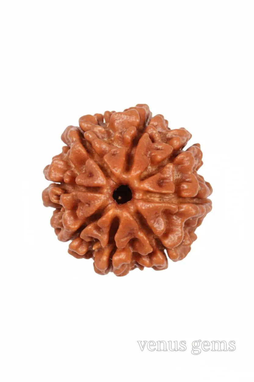 8 Mukhi Nepali Rudraksha Natural and Certified - Venus Gems