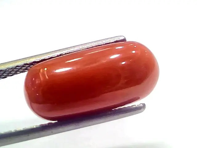 8.04 Ct 8.93 Ratti Natural Italian Red Coral Moonga Gemstone