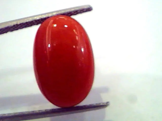 8.15 Ct Untreated Natural Premium Red Italian Coral AAA