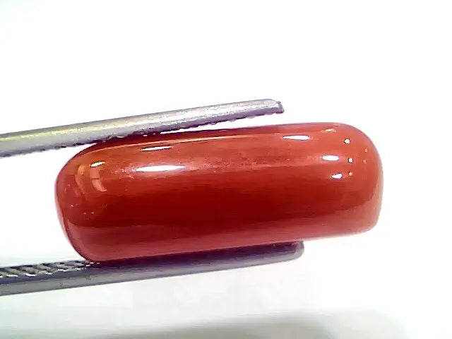 8.14 Ct 9.04 Ratti Natural Italian Red Coral Moonga Gemstone