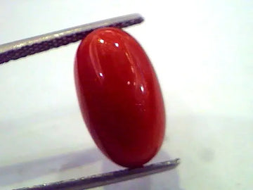 8.18 Ct Untreated Natural Premium Red Italian Coral AAA