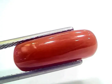 8.19 Ct 9.10 Ratti Natural Italian Red Coral Moonga Gemstone - Venus Gems
