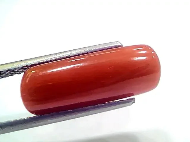 8.19 Ct 9.10 Ratti Natural Italian Red Coral Moonga Gemstone - Venus Gems