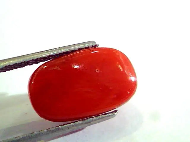 8.18 Ct Untreated Natural Premium Italian Red Coral AAAAA