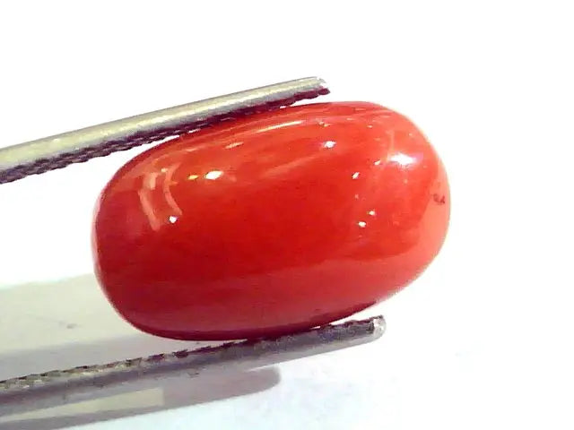 8.18 Ct Untreated Natural Premium Italian Red Coral AAAAA