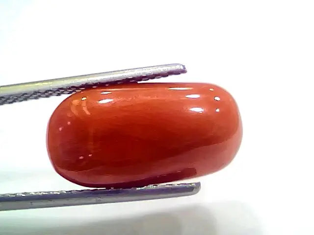 8.16 Ct 9.06 Ratti Natural Italian Red Coral Moonga Gemstone