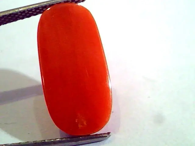 8.26 Ct Untreated Natural Premium Italian Red Coral AAAAA