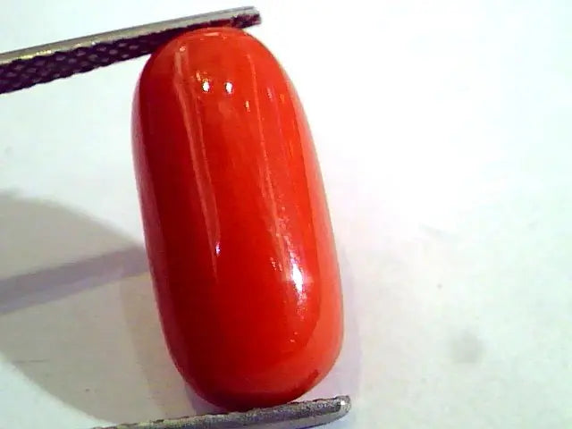 8.26 Ct Untreated Natural Premium Italian Red Coral AAAAA