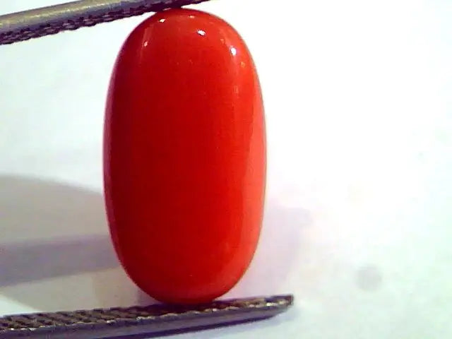 8.29 Ct Untreated Natural Premium Italian Red Coral AAAAA