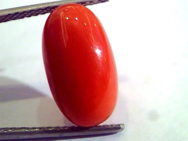 8.29 Ct Untreated Natural Premium Italian Red Coral AAAAA