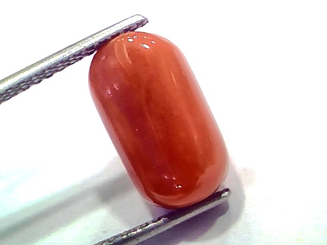 8.36 Ct 9.18 Ratti Natural Untreated Italian Red Coral Moonga AAAAA