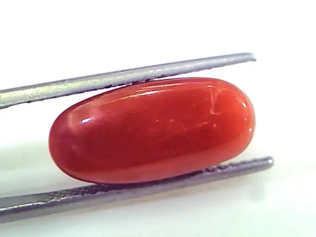 8.46 Ct Untreated Natural Premium Italian Red Coral Gemstone AAA